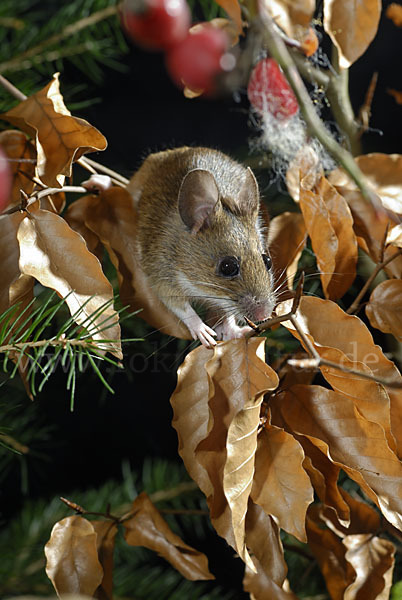 Gelbhalsmaus (Apodemus flavicollis)