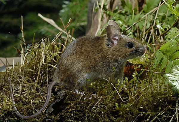 Gelbhalsmaus (Apodemus flavicollis)