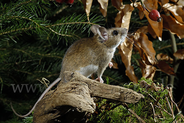 Gelbhalsmaus (Apodemus flavicollis)