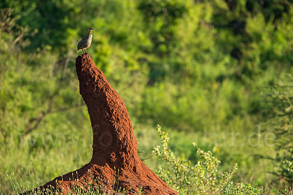 Gelbkehlfrankolin (Pternistis leucoscepus)