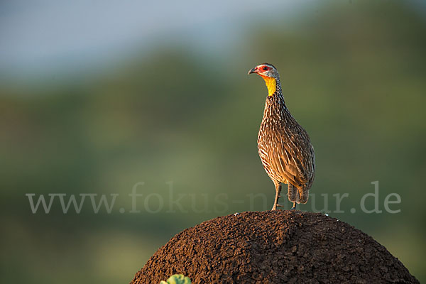 Gelbkehlfrankolin (Pternistis leucoscepus)