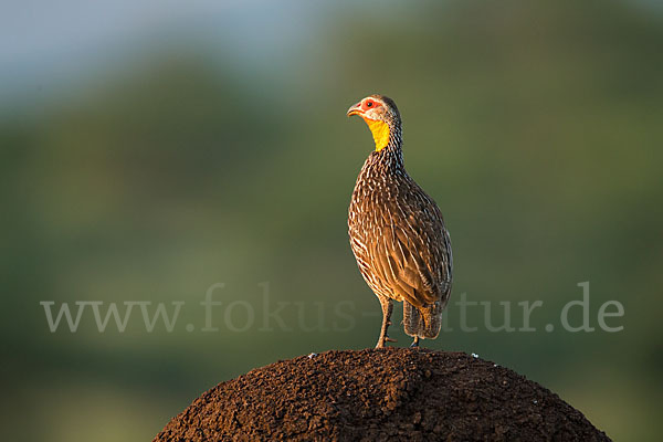 Gelbkehlfrankolin (Pternistis leucoscepus)