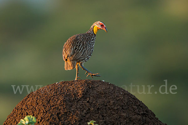 Gelbkehlfrankolin (Pternistis leucoscepus)