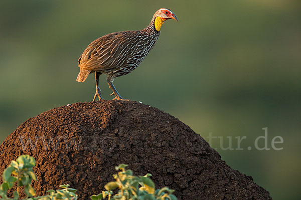 Gelbkehlfrankolin (Pternistis leucoscepus)