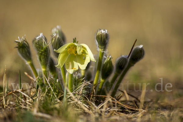 Gelbliche Finger-Kuhschelle (Pulsatilla patens subsp. Flavescens)