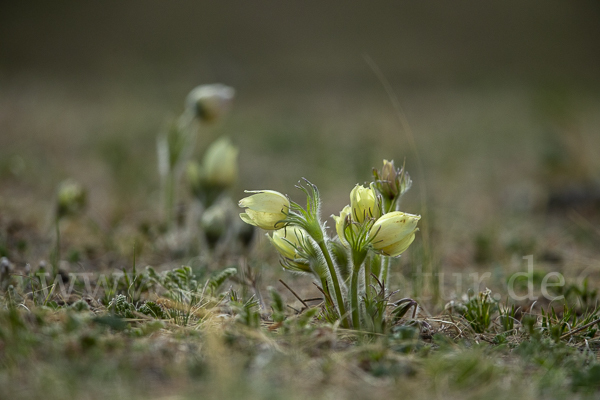 Gelbliche Finger-Kuhschelle (Pulsatilla patens subsp. Flavescens)