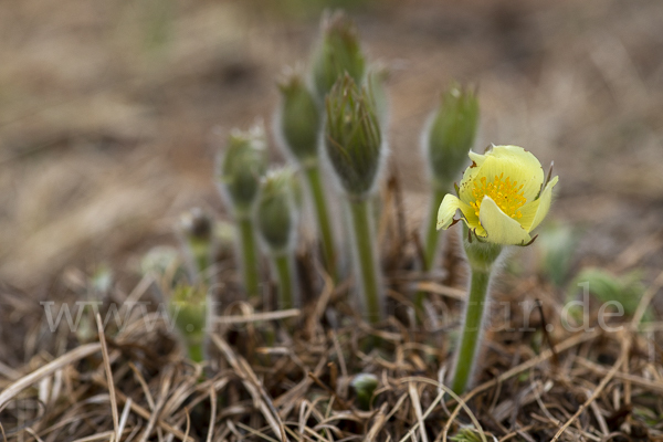 Gelbliche Finger-Kuhschelle (Pulsatilla patens subsp. Flavescens)