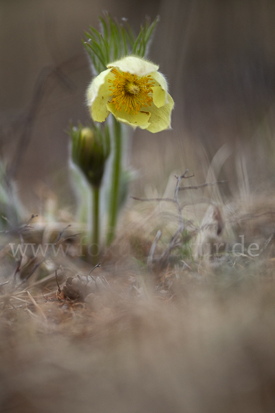 Gelbliche Finger-Kuhschelle (Pulsatilla patens subsp. Flavescens)