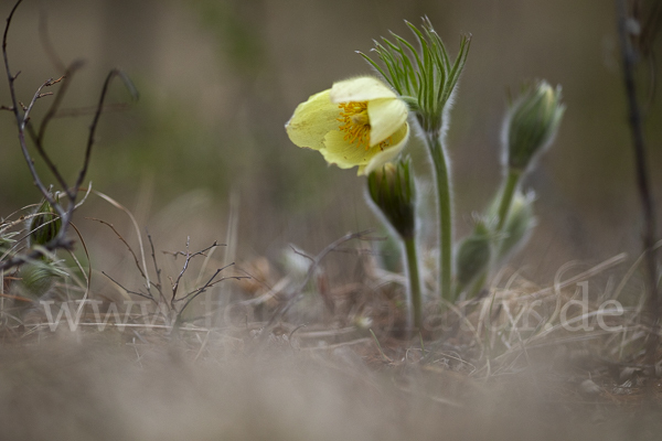 Gelbliche Finger-Kuhschelle (Pulsatilla patens subsp. Flavescens)