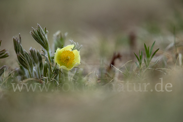 Gelbliche Finger-Kuhschelle (Pulsatilla patens subsp. Flavescens)