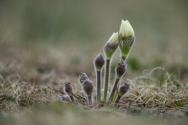 Gelbliche Finger-Kuhschelle (Pulsatilla patens subsp. Flavescens)