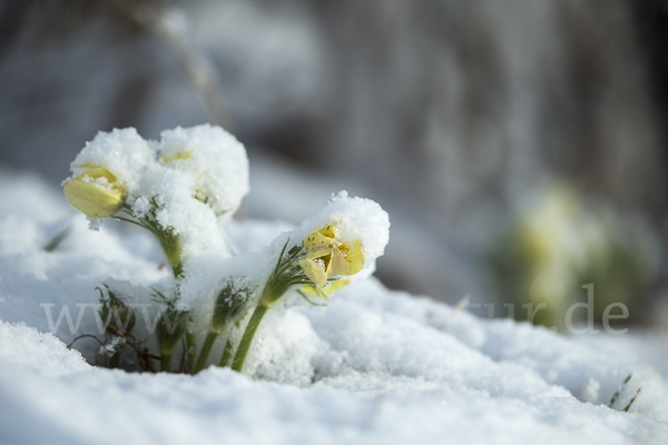 Gelbliche Finger-Kuhschelle (Pulsatilla patens subsp. Flavescens)