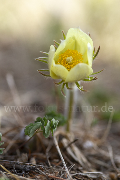 Gelbliche Finger-Kuhschelle (Pulsatilla patens subsp. Flavescens)