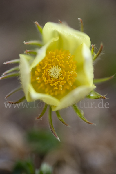 Gelbliche Finger-Kuhschelle (Pulsatilla patens subsp. Flavescens)