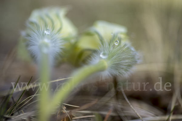 Gelbliche Finger-Kuhschelle (Pulsatilla patens subsp. Flavescens)