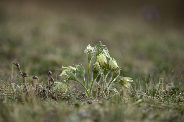 Gelbliche Finger-Kuhschelle (Pulsatilla patens subsp. Flavescens)