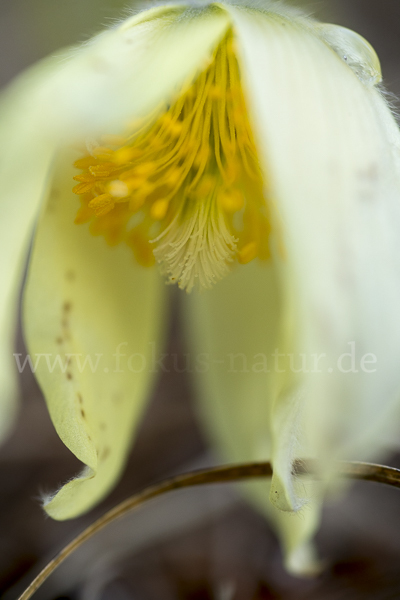 Gelbliche Finger-Kuhschelle (Pulsatilla patens subsp. Flavescens)