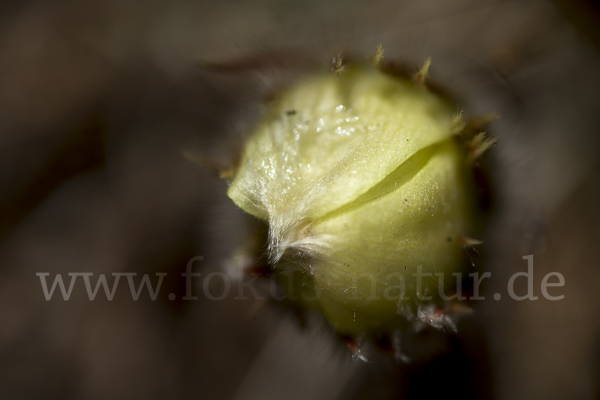 Gelbliche Finger-Kuhschelle (Pulsatilla patens subsp. Flavescens)