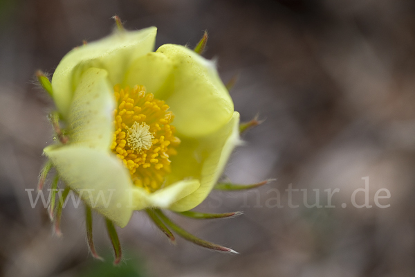 Gelbliche Finger-Kuhschelle (Pulsatilla patens subsp. Flavescens)