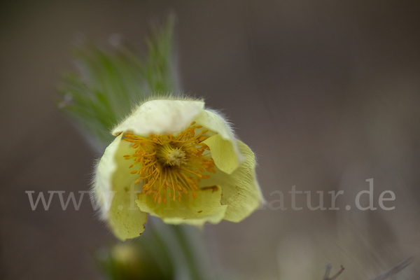 Gelbliche Finger-Kuhschelle (Pulsatilla patens subsp. Flavescens)