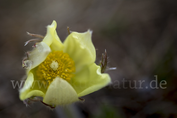 Gelbliche Finger-Kuhschelle (Pulsatilla patens subsp. Flavescens)