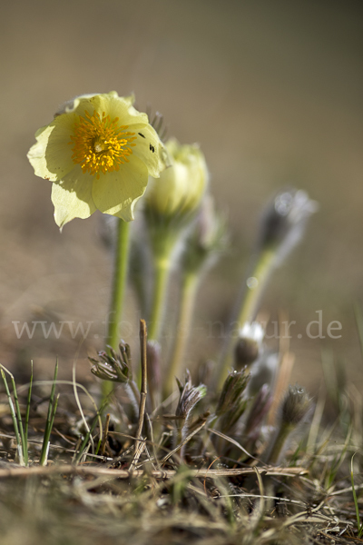 Gelbliche Finger-Kuhschelle (Pulsatilla patens subsp. Flavescens)