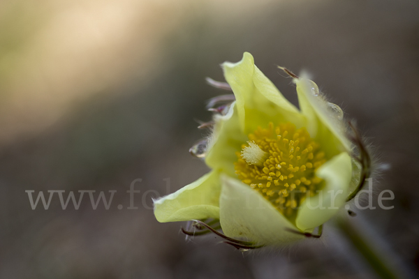 Gelbliche Finger-Kuhschelle (Pulsatilla patens subsp. Flavescens)