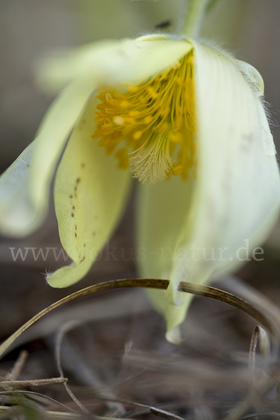 Gelbliche Finger-Kuhschelle (Pulsatilla patens subsp. Flavescens)