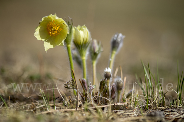 Gelbliche Finger-Kuhschelle (Pulsatilla patens subsp. Flavescens)