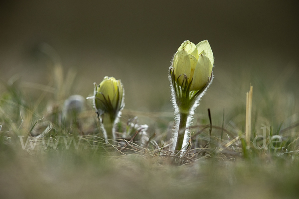 Gelbliche Finger-Kuhschelle (Pulsatilla patens subsp. Flavescens)