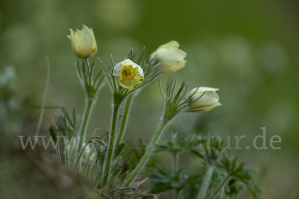 Gelbliche Finger-Kuhschelle (Pulsatilla patens subsp. Flavescens)