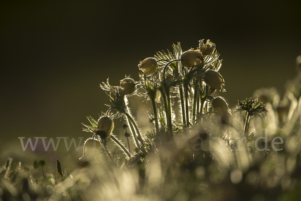 Gelbliche Finger-Kuhschelle (Pulsatilla patens subsp. Flavescens)