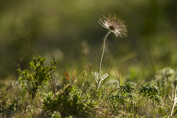 Gelbliche Finger-Kuhschelle (Pulsatilla patens subsp. Flavescens)