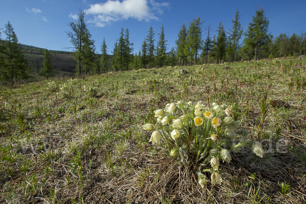 Gelbliche Finger-Kuhschelle (Pulsatilla patens subsp. Flavescens)