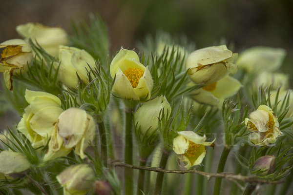 Gelbliche Finger-Kuhschelle (Pulsatilla patens subsp. Flavescens)