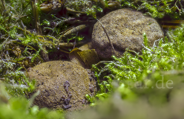 Gelbliche Wurzeltrüffel (Rhizopogon luteolus)