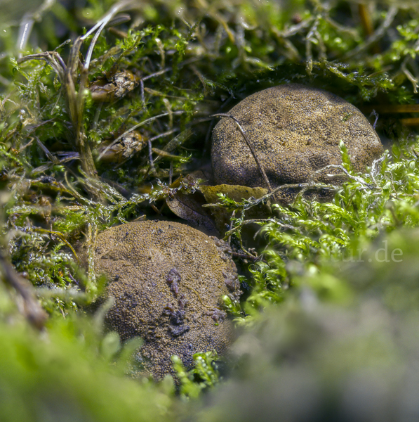 Gelbliche Wurzeltrüffel (Rhizopogon luteolus)