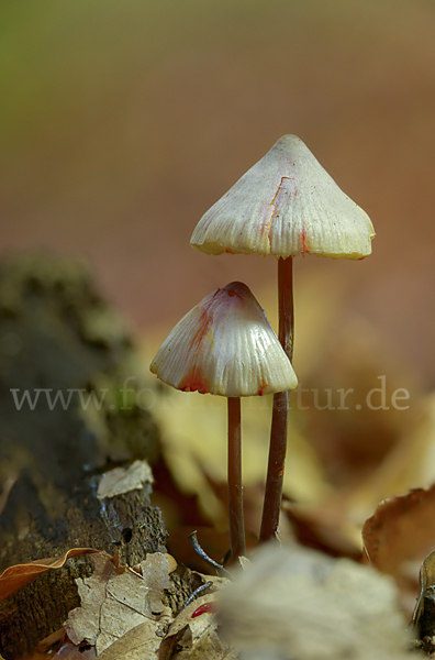 Gelborangemilchender Helmling (Mycena crocata)