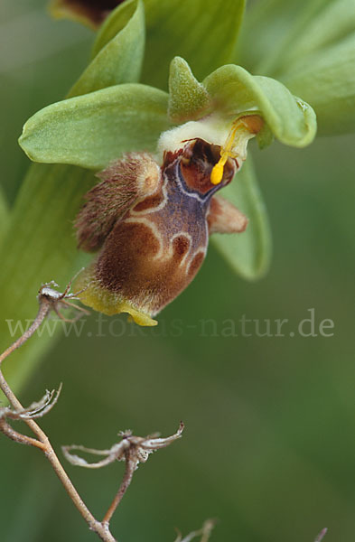 Gelbrandige Ragwurz (Ophrys flavomarginata)