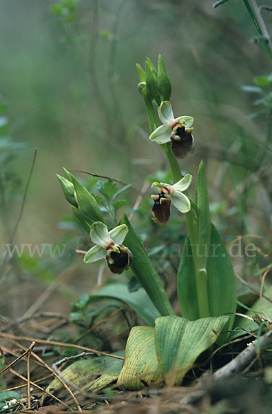 Gelbrandige Ragwurz (Ophrys flavomarginata)