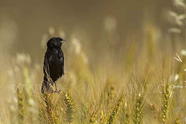 Gelbschulterweber (Euplectes macroura macrocercus)