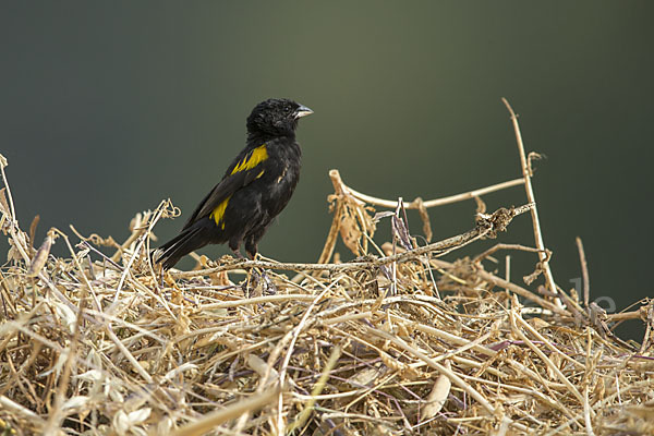 Gelbschulterweber (Euplectes macroura macrocercus)