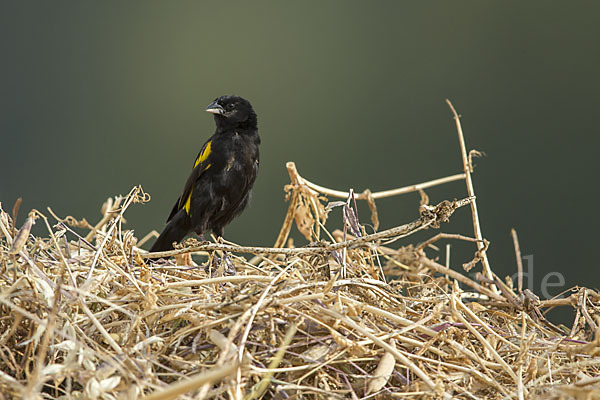 Gelbschulterweber (Euplectes macroura macrocercus)