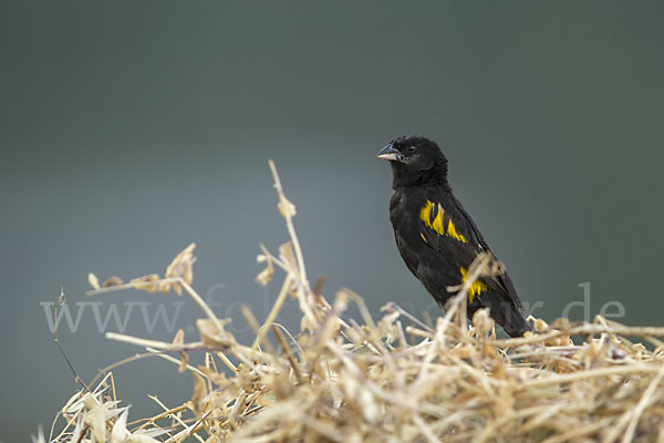 Gelbschulterweber (Euplectes macroura macrocercus)