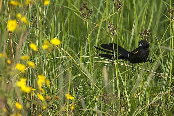 Gelbschulterweber (Euplectes macroura macrocercus)