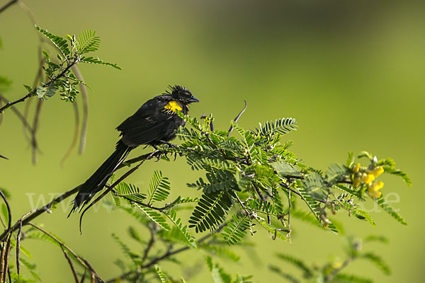 Gelbschulterweber (Euplectes macroura macrocercus)