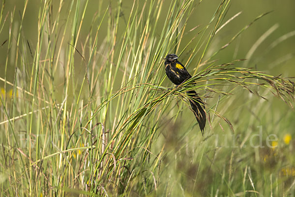 Gelbschulterweber (Euplectes macroura macrocercus)