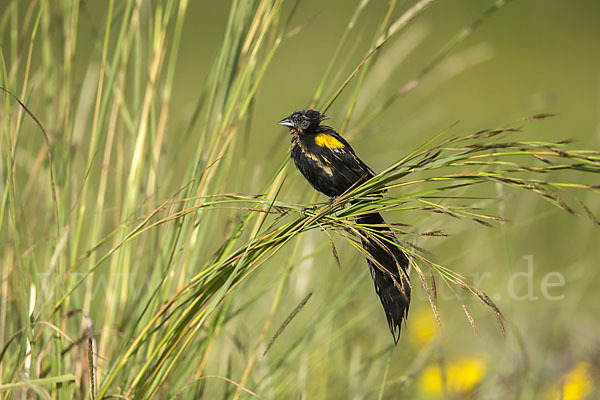 Gelbschulterweber (Euplectes macroura macrocercus)