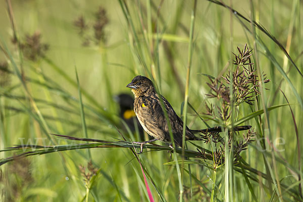 Gelbschulterweber (Euplectes macroura macrocercus)