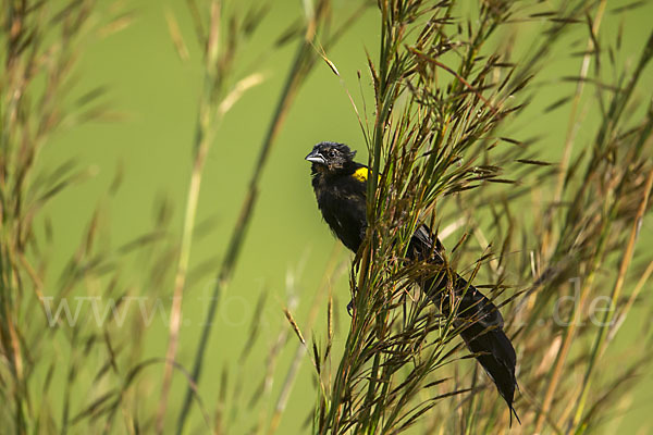 Gelbschulterweber (Euplectes macroura macrocercus)